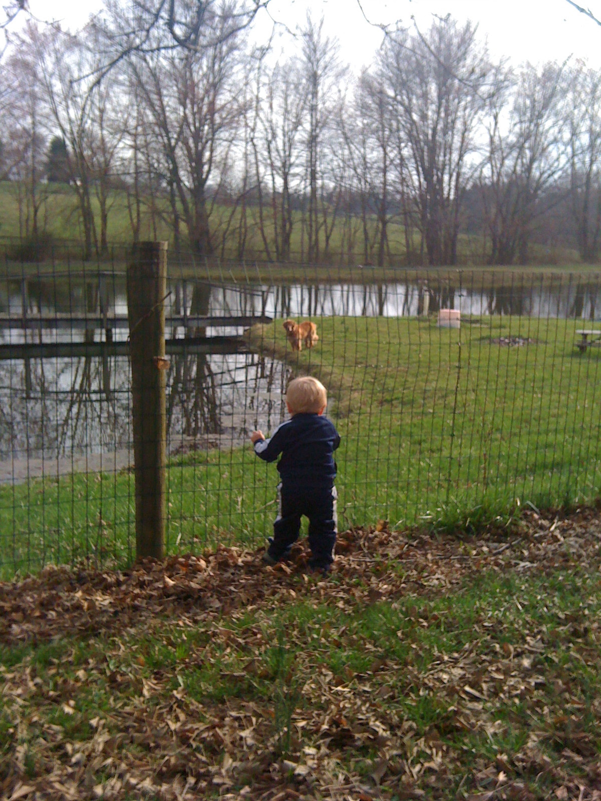 Boomer exploring the pond as C wishes he could climb in, too.